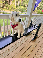 Embracing the Dog Days of Summer with The Joggle Factory
